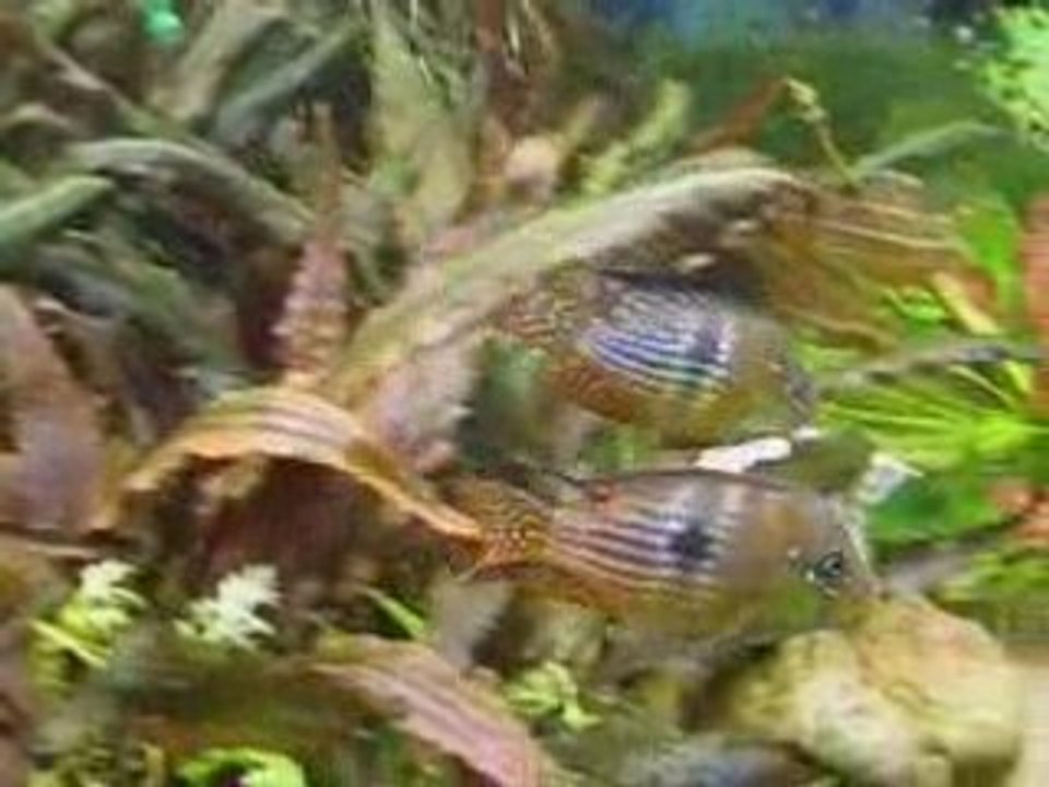 Gymnogeophagus n. sp. norte