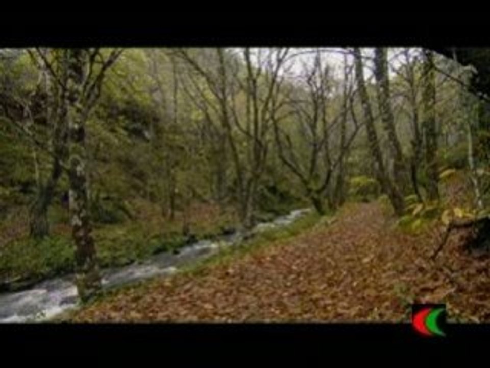 Bosques de Hierro  ( Comarca  Oscos- Eo  ) Asturias 2008