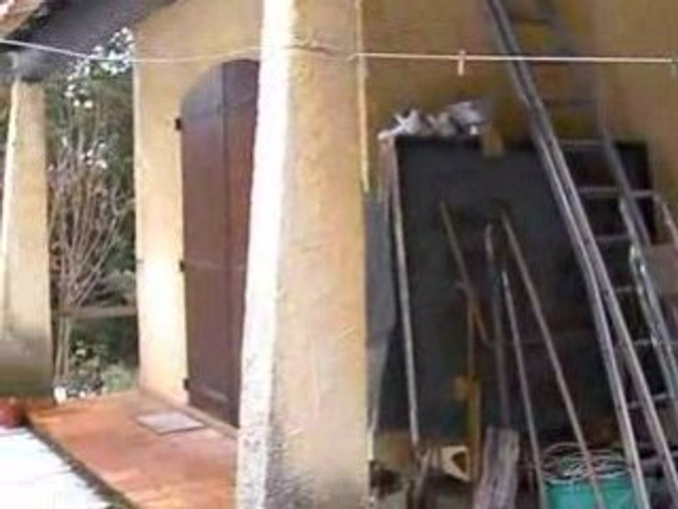 Homo sapiens sapiens