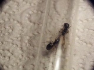 Formica lemani