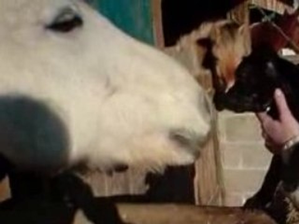An'tai et les chevaux (1)