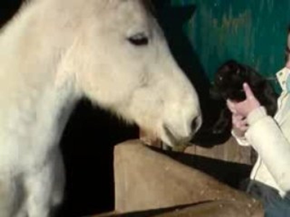 An'tai et les chevaux(2)