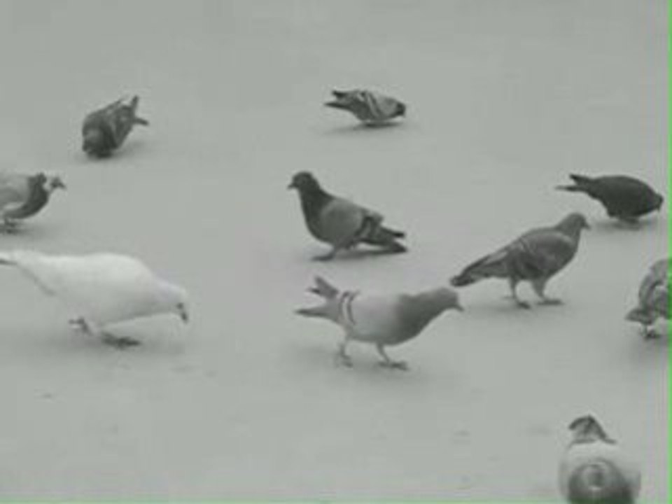 La Republique Française des Pigeons