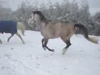 vidéo cheval janvier 2009