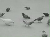 La République française des Pigeons