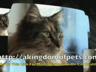 A Kingdom Of Pets for cat health care and training