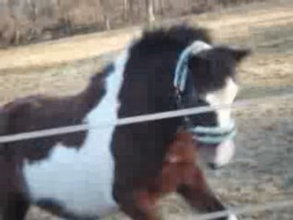 Indy ♥