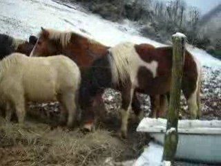 après la distribution de foin, le pain