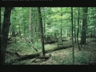 Mémoires d'un arbre mort