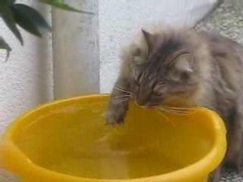 la gamelle du chat