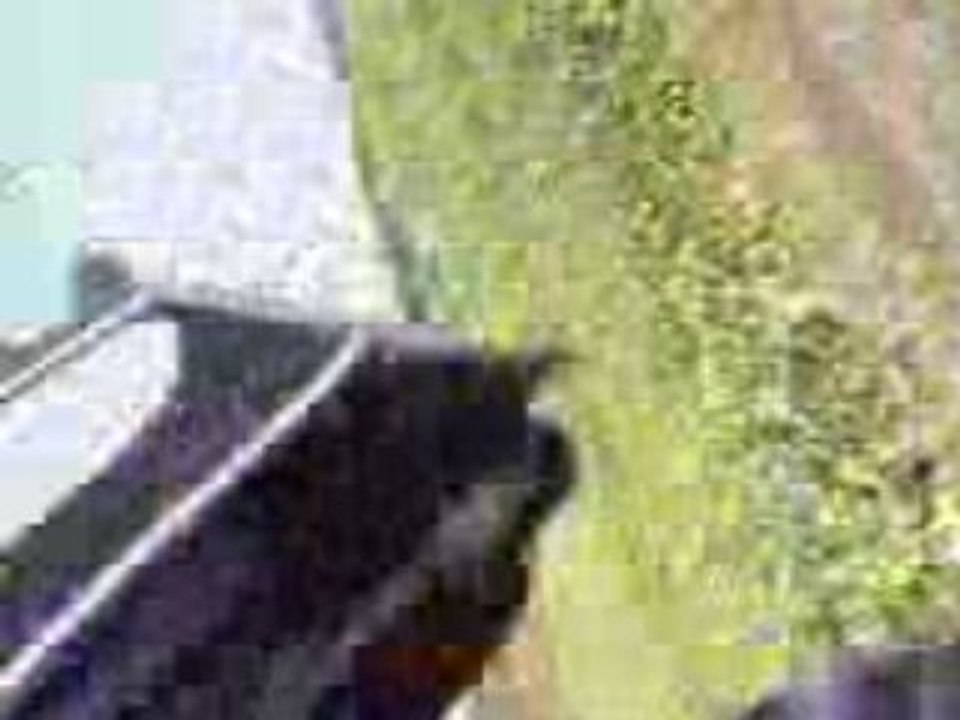 DIRT