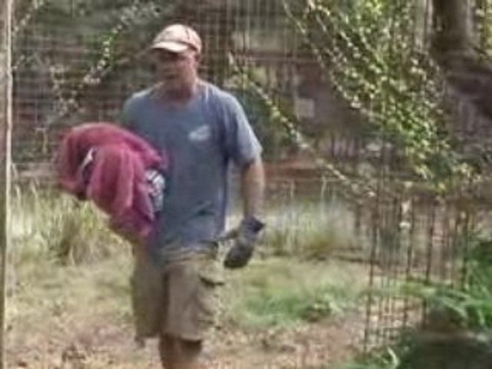 Snow Leopard vs Hawk - Big Bird Rescue!