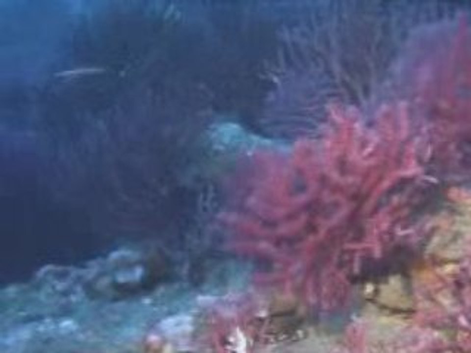 Hyeres Novembre 2008