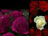Jacksonville Florists & Flowers: SAME DAY DELIVERY