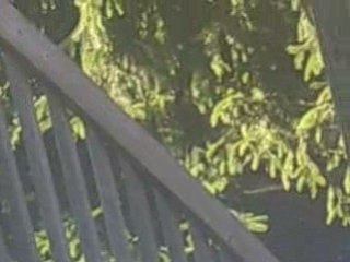 P'tit écureuil qui avait faim