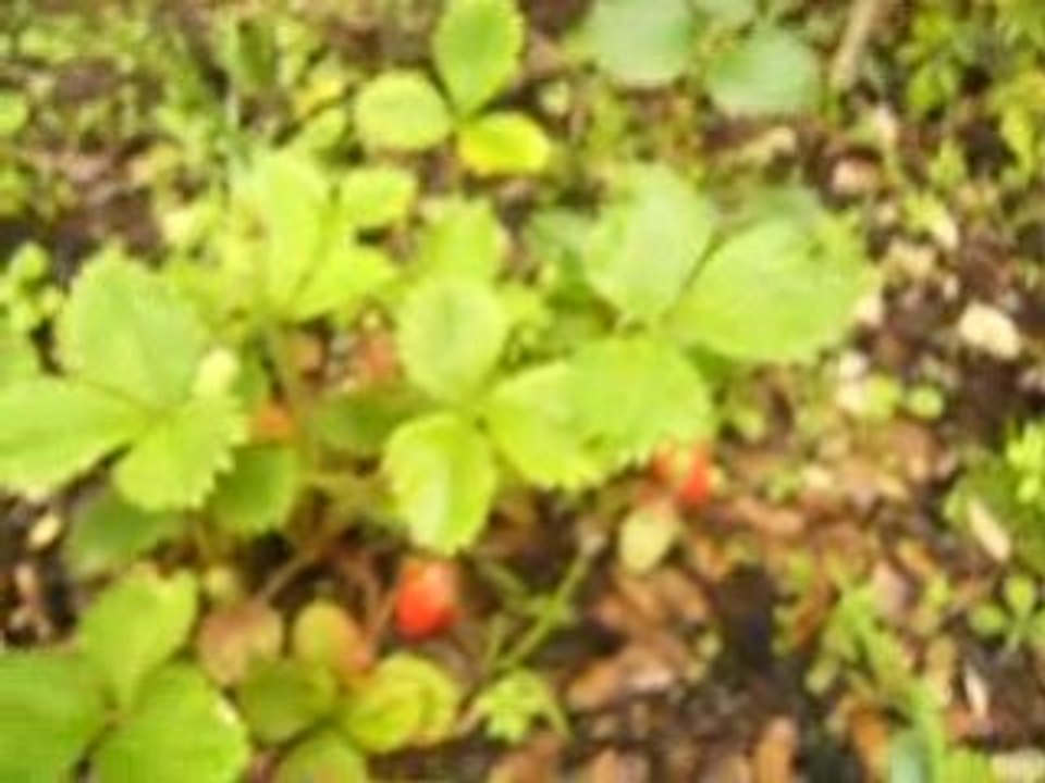 nature