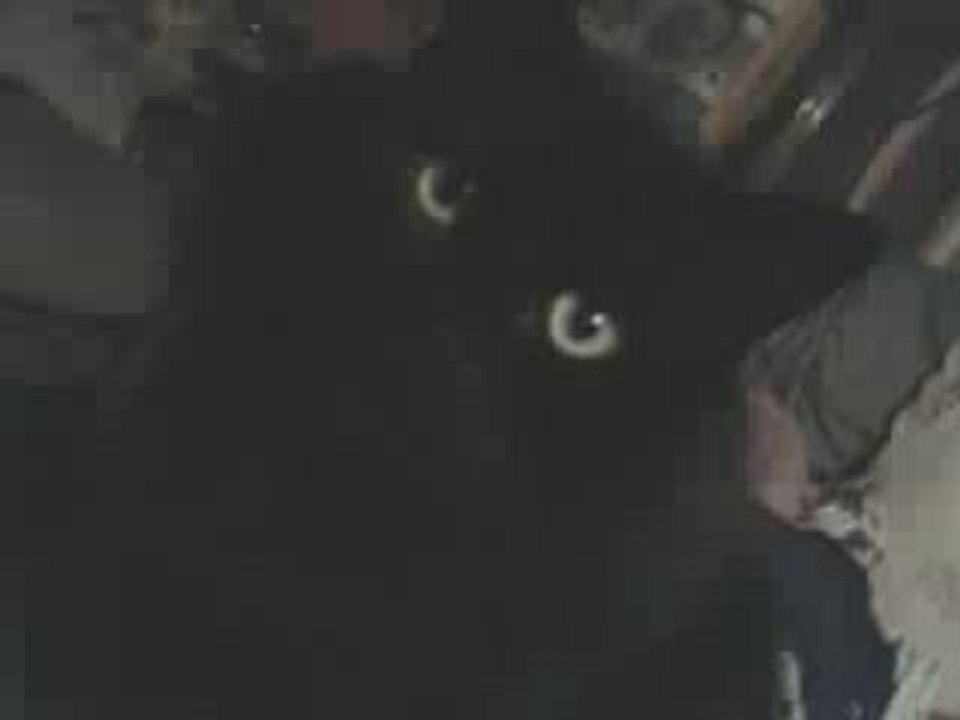 Goth-X-Vampire: Mon chat Noir " Bidou"