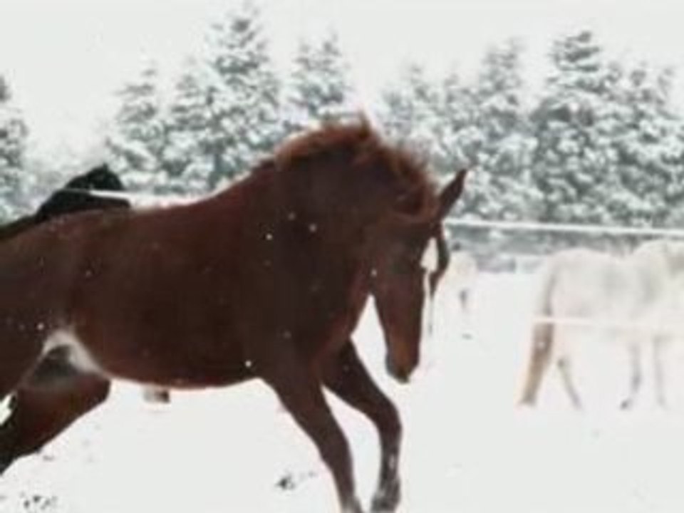 KrakOu dans la Neige