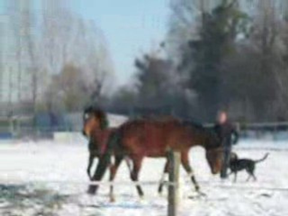 mes louttes et les chiennes