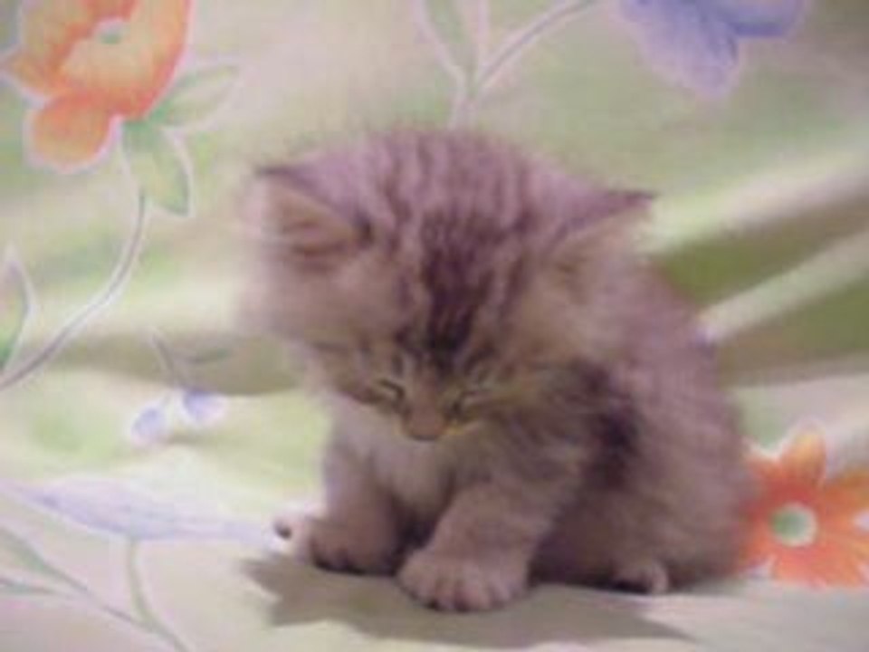 Sleepy cat