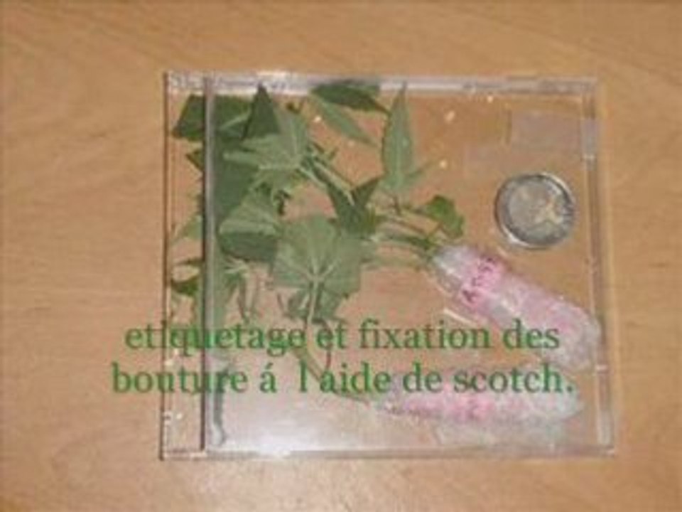 Envoyer des boutures par la poste