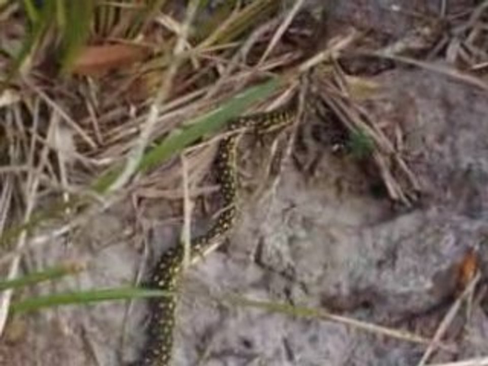 Python