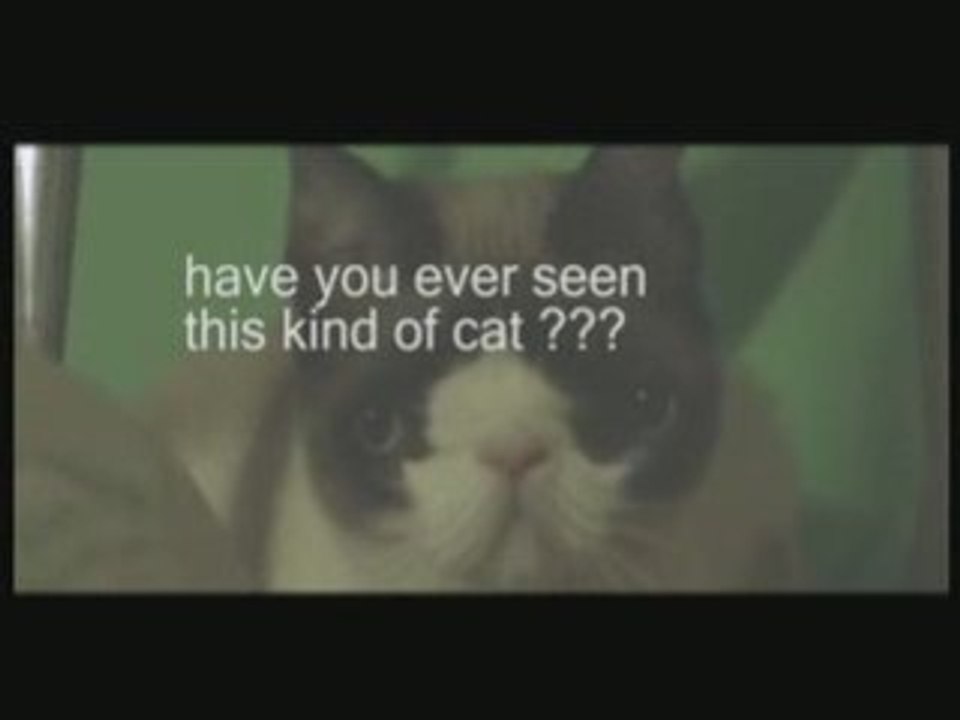 THAT IS A STRANGE KITTIE !!!
