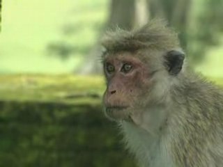 la vie privée des animaux (2/6) tome 1