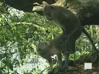 la vie privée des animaux (4/6) tome 1