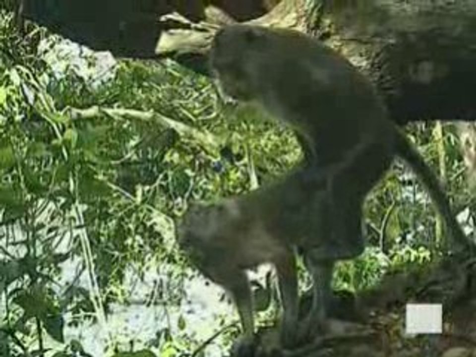 la vie privée des animaux (4/6) tome 1