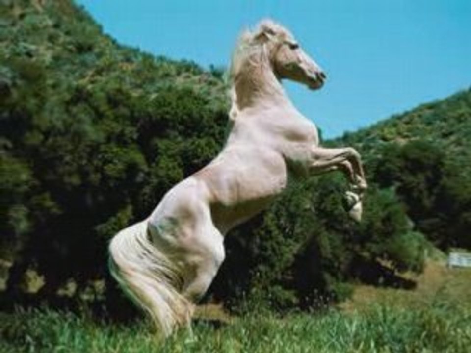Image des chevaux ^^
