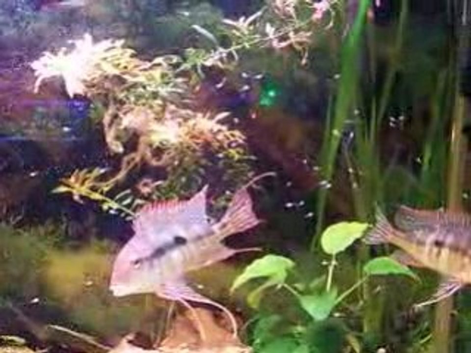 Video BB tapajos 001