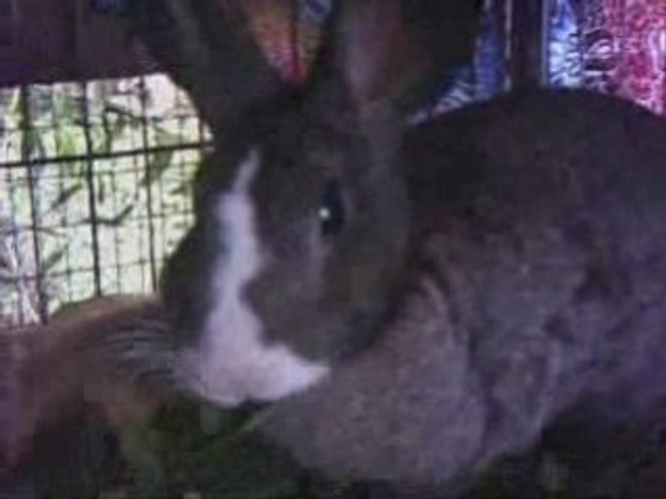 Hide beside rabbit