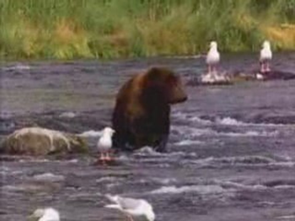 ours qui fais peur au mouette(HQ)