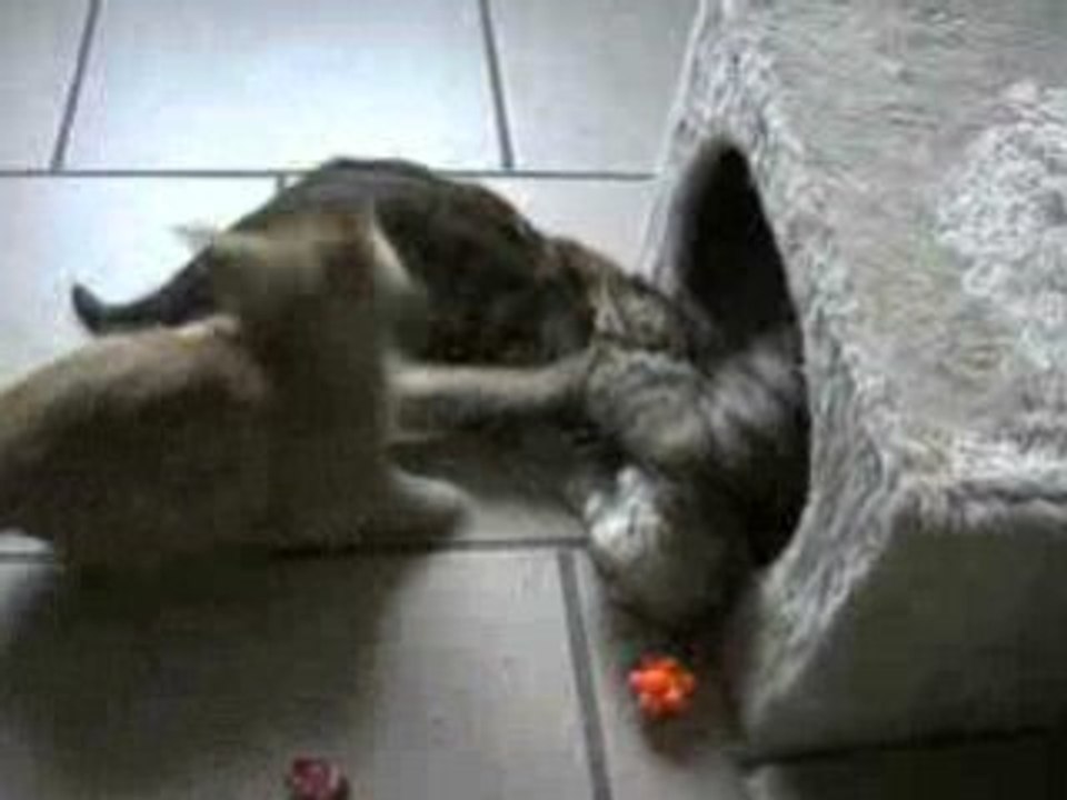 CLIP4857