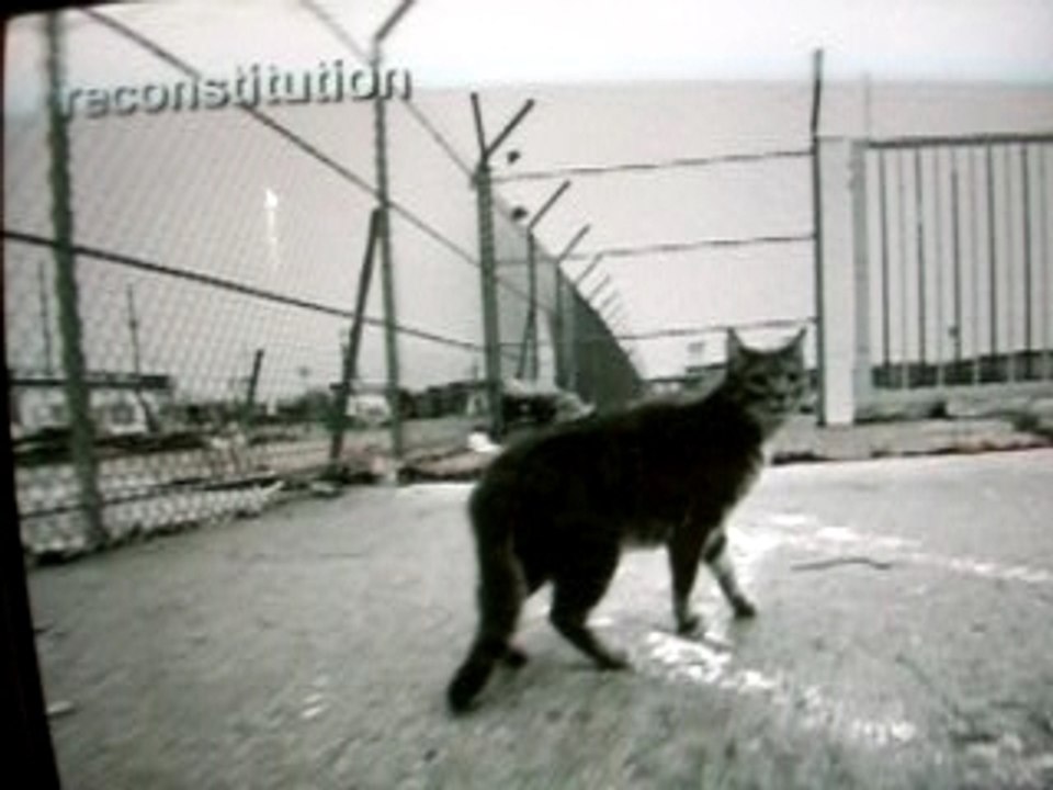 Chats perdus à l' aéroport d'Orly - part-02