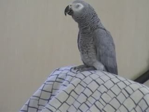 Ptit bisou à maman , petit petit bisou