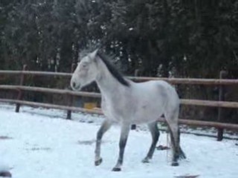 Loulou