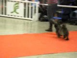 Chien chinois paris dog show 3