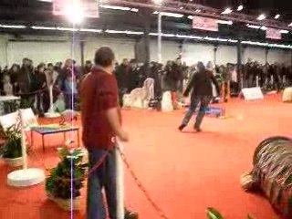 Agility Paris Dog Show