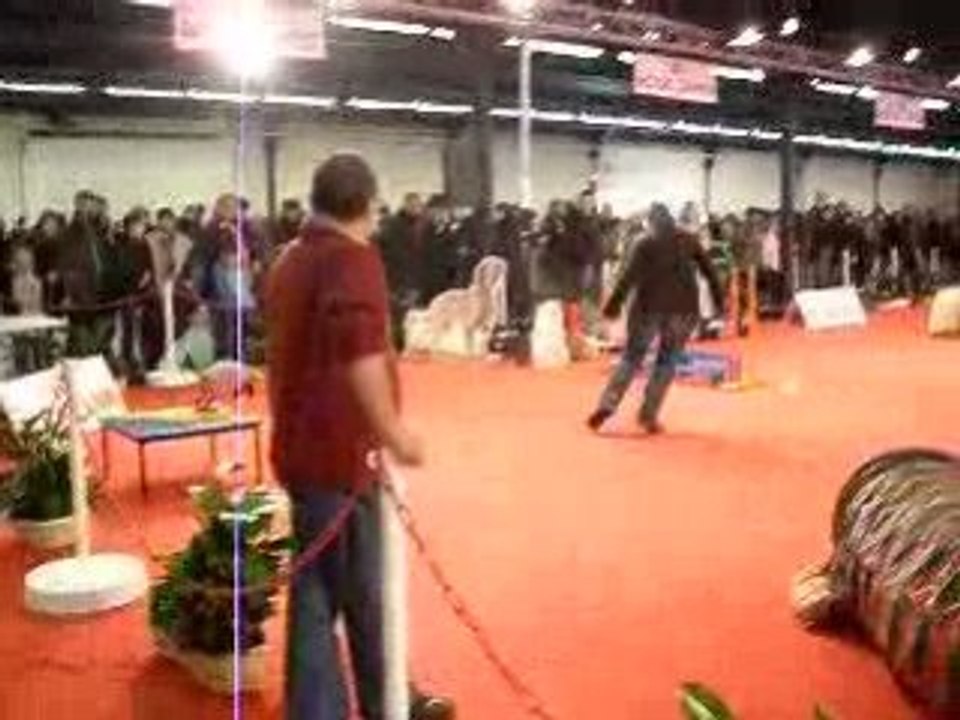 Agility Paris Dog Show