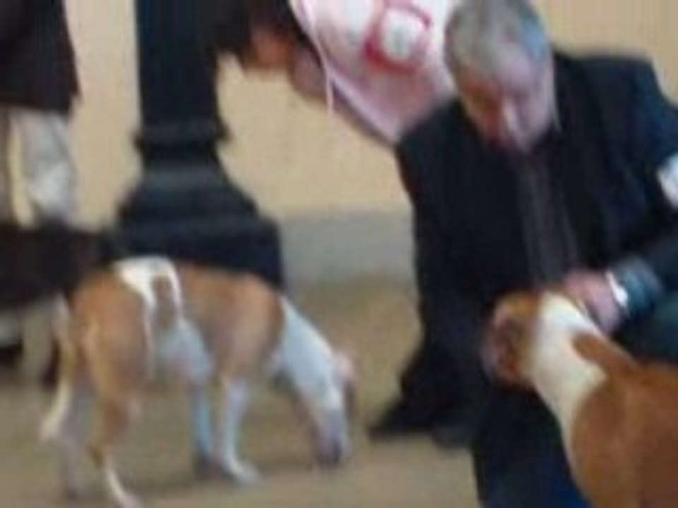 paris dog show 2009 classe jeune femelle