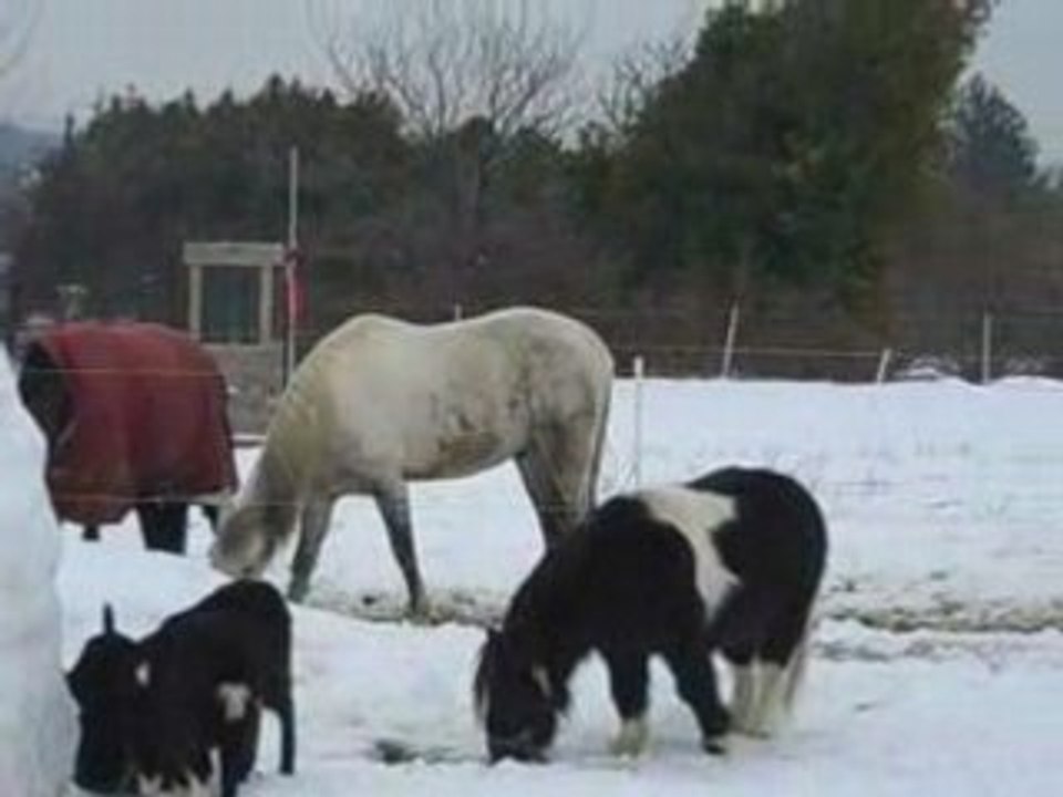 CHEVAUX DANS LA NEIGE 8/01/09