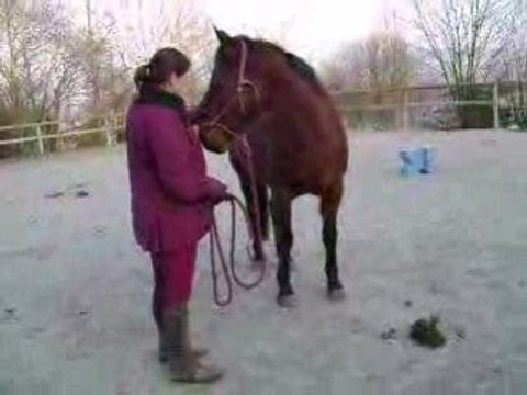 Phoebus Reculotte - Petite séance Ethologie