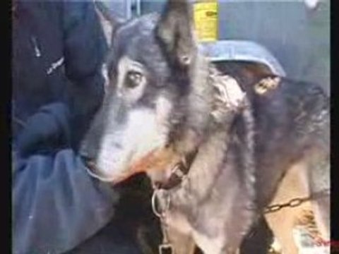 Grande Odyssée 2009 : Isabelle Travadon, une femme musher 2