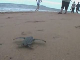 Naissance d'une tortue Luth