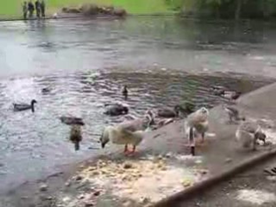 Nantes : cygnes et canards