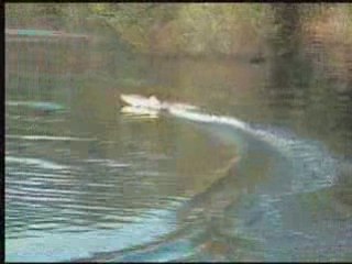 Offshore rc agitator avec eagletree 150A=coupures