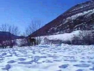 orpheo oceane 2 vitesses