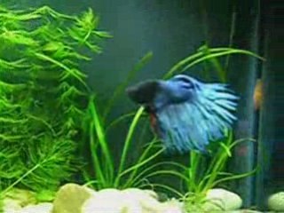 Betta splendens